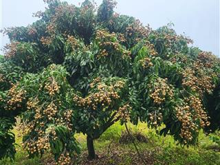 Bán 1770m2 có 223m2 thổ cư sẵn vườn nhãn trĩu quả tại la ngà định quán đồng nai sổ sẵn công chứng