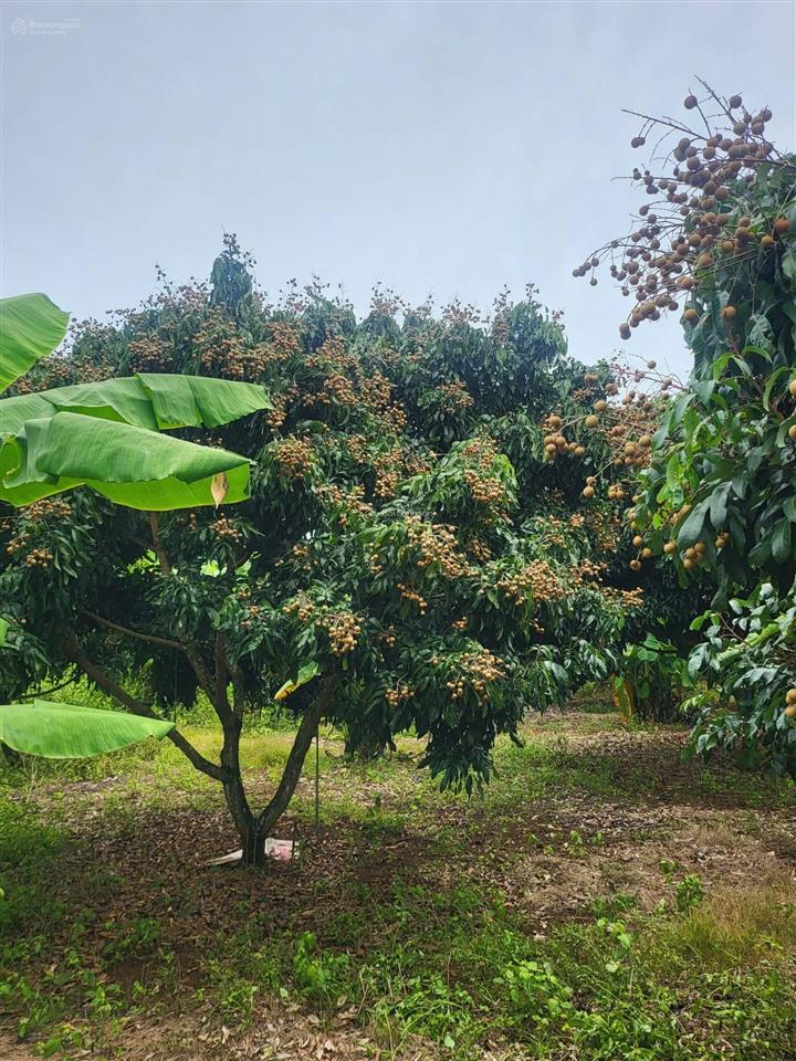 Bán 1971m2 có 223m2 đất thổ cư sổ sẵn tặng vườn nhãn trĩu quả giá chỉ 1 tỷ 690 triệu thương lượng
