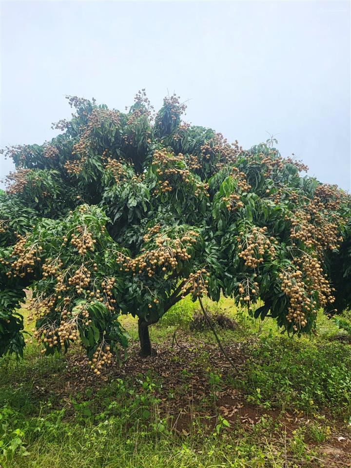 Bán 1971m2 có 223m2 đất thổ cư sổ sẵn tặng vườn nhãn trĩu quả giá chỉ 1 tỷ 690 triệu thương lượng