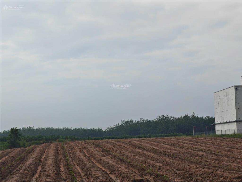 Cần bán một mảnh vườn tây ninh rộng 31452.7m2, 19 sổ hồng riêng
