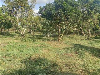 Bán mảnh đất thổ cư thuộc xã xuân tâm (cũ) nay thuộc xã xuân hòa ( mới)