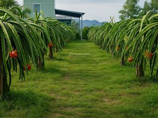 Cần bán gấp vườn thanh long ruột đỏ có nhà sẵn, gần biển bình thuận