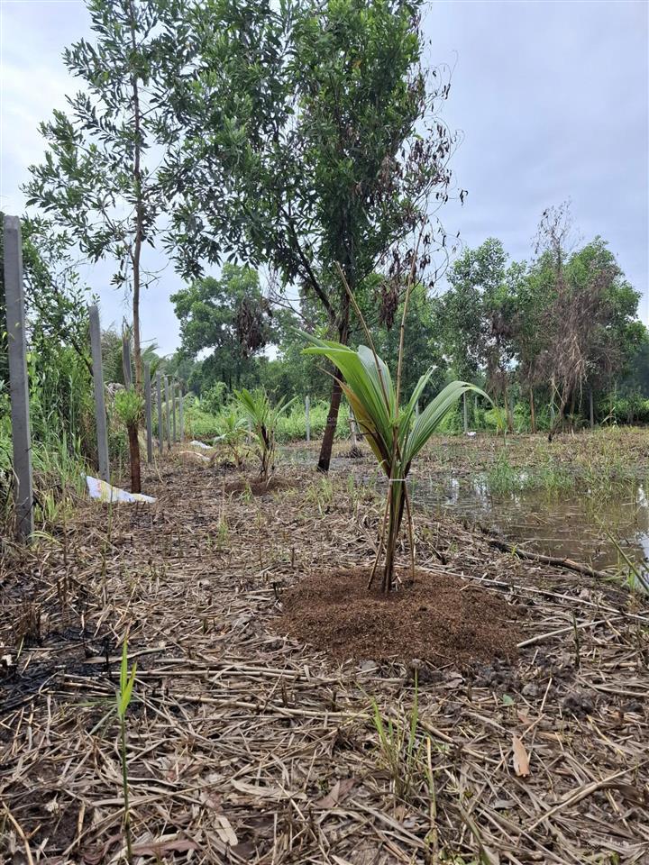 Chính chủ bán đất lê minh xuân, bình chánh kế đường vành đai 3, võ văn kiệt nối dài