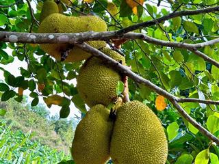 Nhà vườn trang trại nghỉ dưỡng full các loại cây trái (xe hơi tận nơi  không bao giờ ngập lụt).