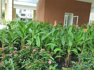 Căn hộ valeo đầm sen 102m2 3pn 2wc, nhà có nt giá 5.35 tỷ tl  văn phòng tại dự án  không ảo giá