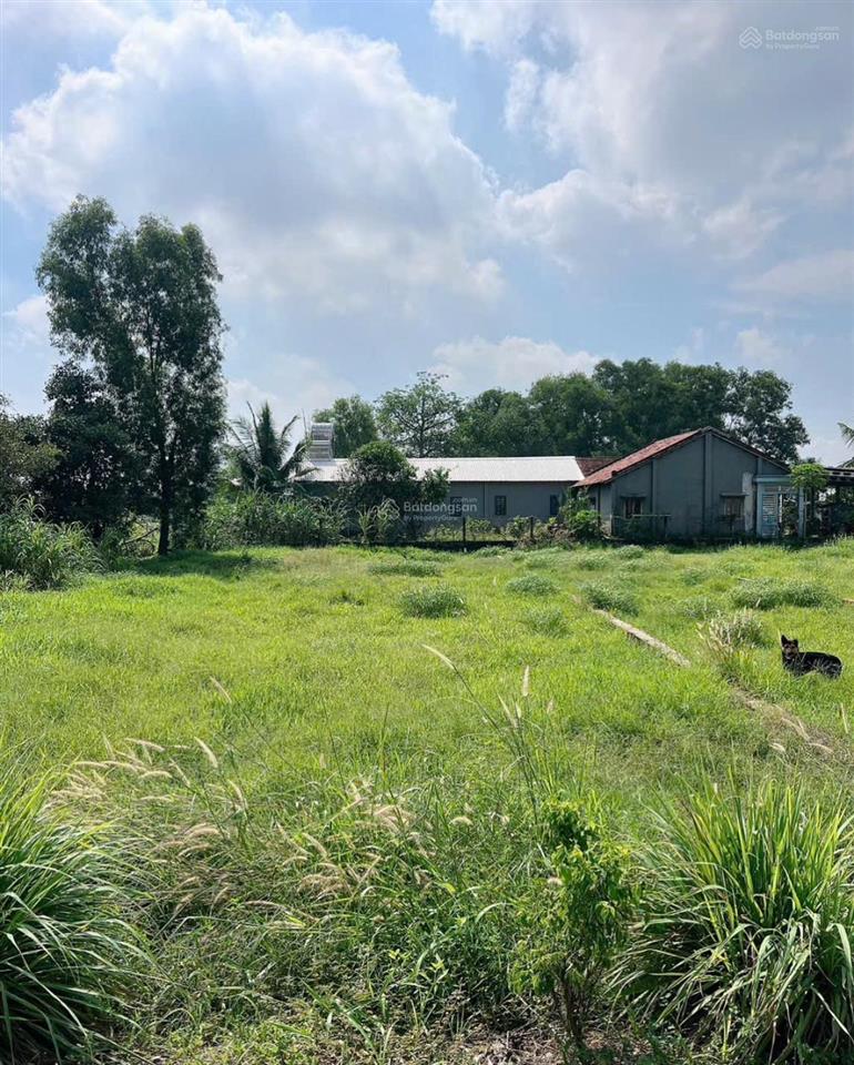 Bán đất mỹ hạnh bắc, đức hòa, tỉnh lộ 9 vào 200m dt 171m2 sổ hồng riêng.  0918 551 ***