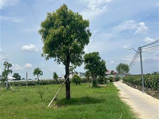 Bán 4500m2 (68 x 68m) lúa ở an lục long, châu thành, đường 2m, hỗ trợ ngân hàng mua trả góp