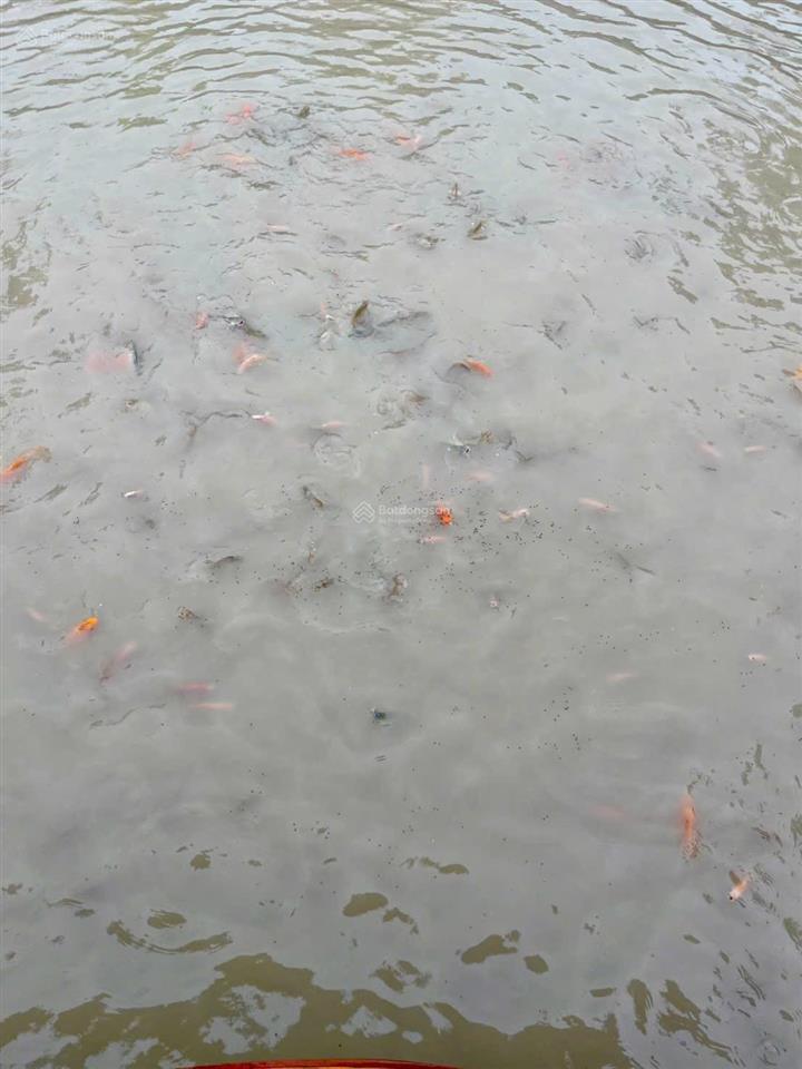 Bán nhà vườn nghĩ mặt tiền nguyễn văn nhâm thuộc nhơn thạnh trung , tp tân an  dt  20 x 50m2