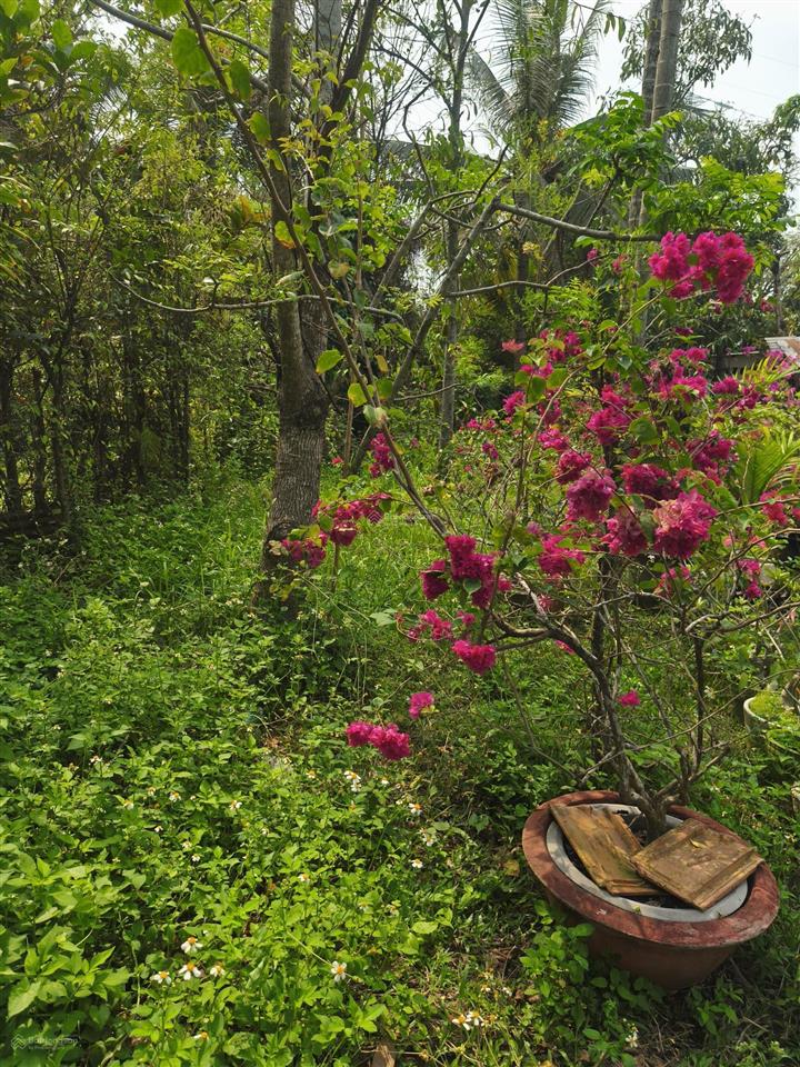 Chủ kẹt tiền bán lô đất shr sát vinhomes tp. thủ đức, thích hợp làm nhà vườn, kho xưởng giá rẻ