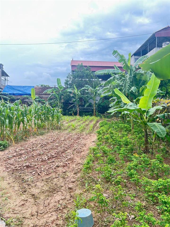 Bán đất lô góc, vân đình, 738 m2, ven sông đáy, dân cư đông đúc, mặt tiền 25m. thoải mái phân lô.