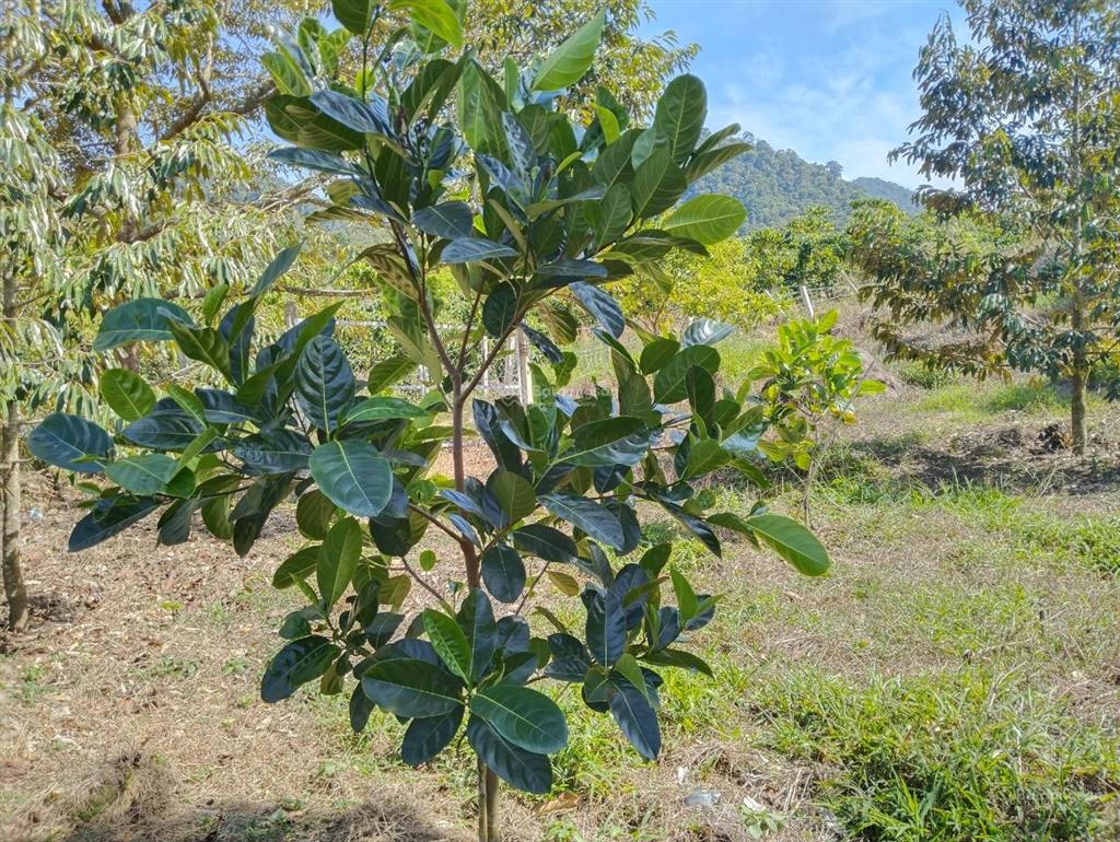 Bán 4 sào đất mặt tiền tại lộc nam, tp bảo lộc, lâm đồng, sổ đỏ chính chủ,  0943 678 ***