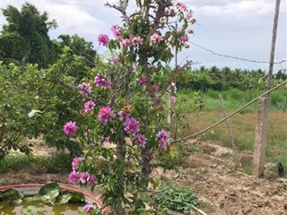 Bán gấp lô đất vườn 805m2 cách trung tâm phan rang chỉ 5 phút giá chỉ 790 triệu