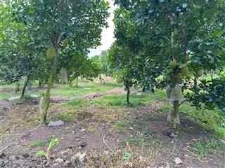 Bán gần 6 công đất vườn đang trồng mít thạnh hoà, cần thơ cách chợ thạnh hoà đường ql61 chỉ 2km