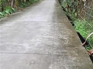 Bán đất mỹ khánh, cần thơ gần vườn 9 hồng, cách nguyễn văn cừ, viện trúc lâm 800m gần kdl mỹ khánh