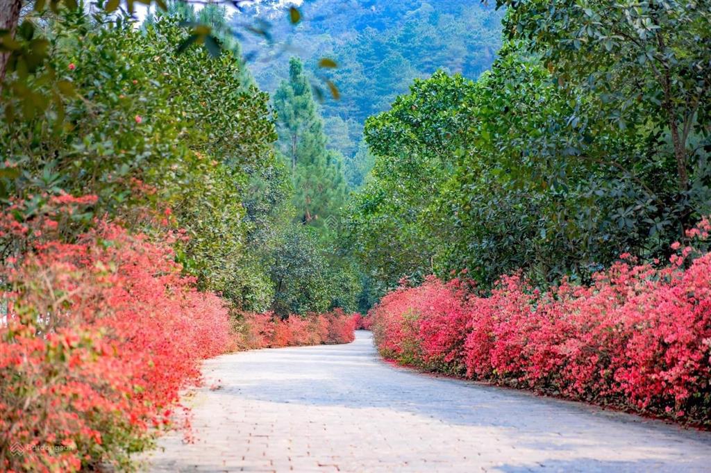 Suất đặc biệt bt đơn lập luxury đối diện intercontinental 6sao, đã hiện hữu, 510.4m2, đất ở