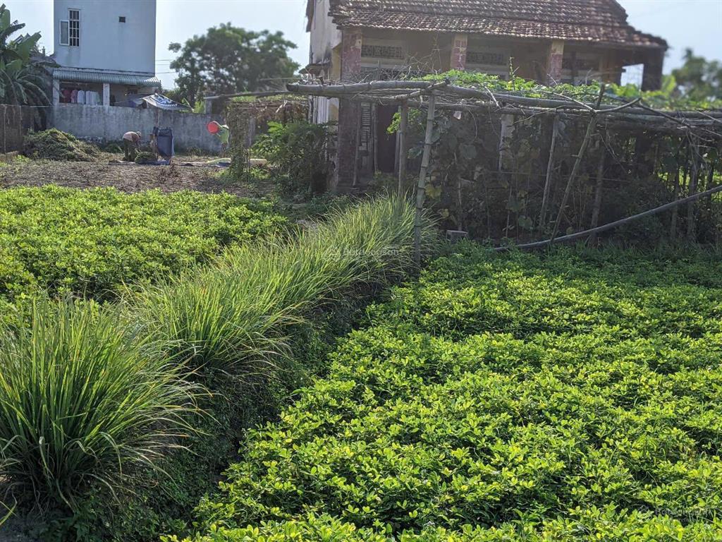 Bán đất tại cẩm sa, điện nam bắc, điện bàn, 5,5 tỷ, 718 m2 siêu hot