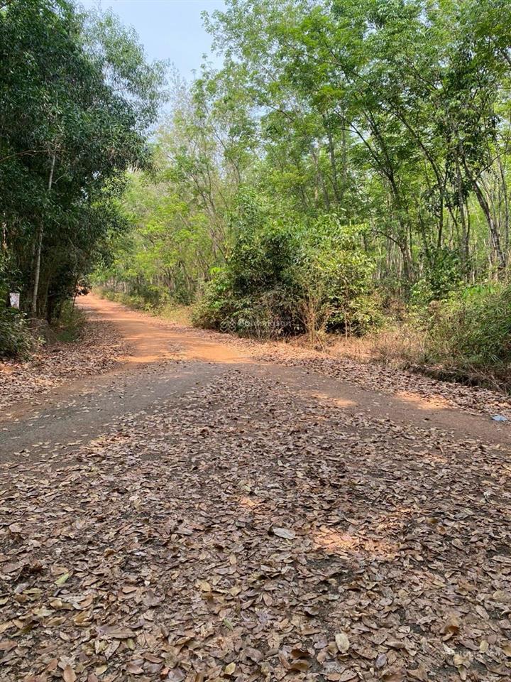 Bán 19hec cao su thu nhập 1 tỷ/năm gần kcn cao thanh lễ, đường nhựa xe tải chạy gần khu dân cư