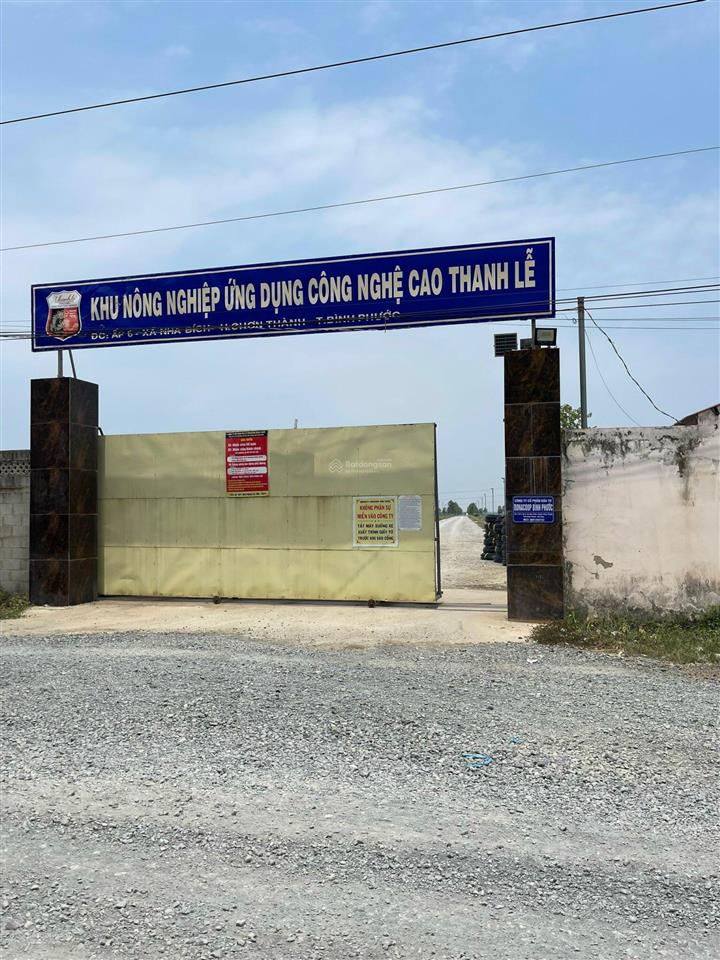 Bán 19hec cao su thu nhập 1 tỷ/năm gần kcn cao thanh lễ, đường nhựa xe tải chạy gần khu dân cư