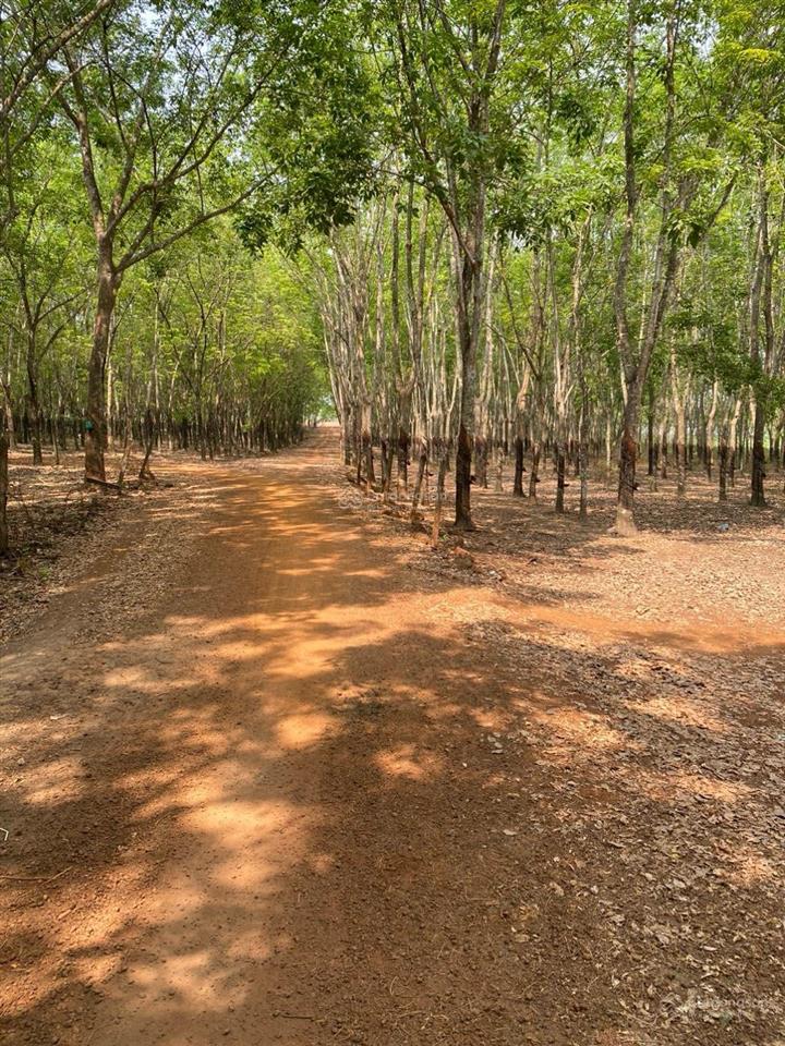 Bán 19hec cao su thu nhập 1 tỷ/năm gần kcn cao thanh lễ, đường nhựa xe tải chạy gần khu dân cư