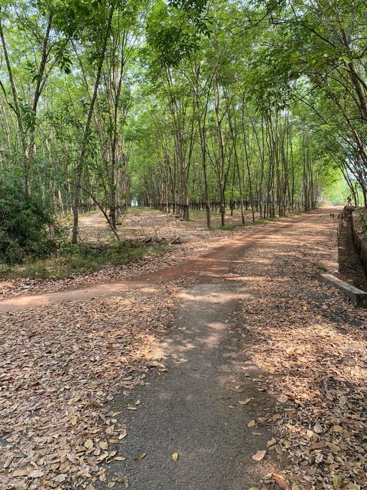 Bán 19hec cao su thu nhập 1 tỷ/năm gần kcn cao thanh lễ, đường nhựa xe tải chạy gần khu dân cư