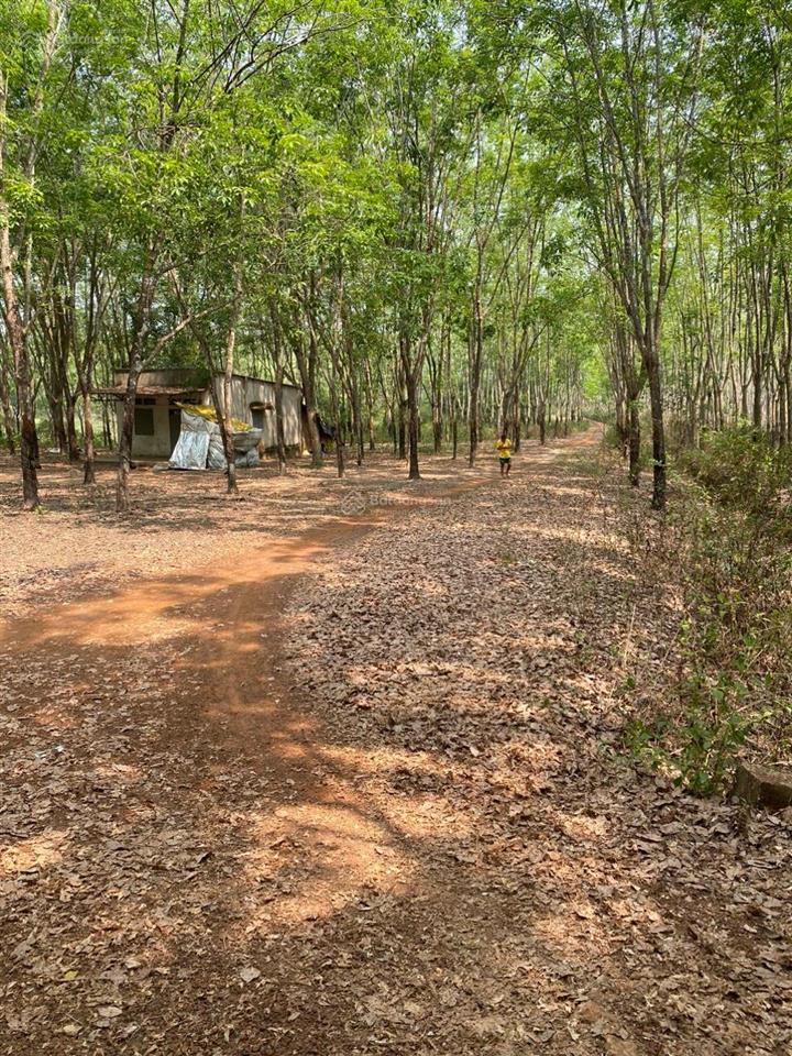 Bán 19hec cao su thu nhập 1 tỷ/năm gần kcn cao thanh lễ, đường nhựa xe tải chạy gần khu dân cư