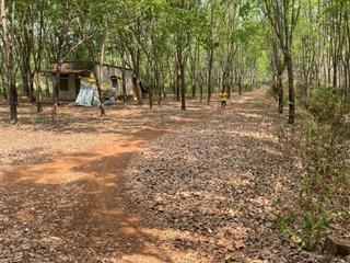 Bán 19hec cao su thu nhập 1 tỷ/năm gần kcn cao thanh lễ, đường nhựa xe tải chạy gần khu dân cư