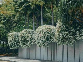 Duy nhất 1 căn biệt thự 250m2 chỉ 72 tỷ khu compound vip nguyễn văn hưởng hồ bơi thảo điền quận 2