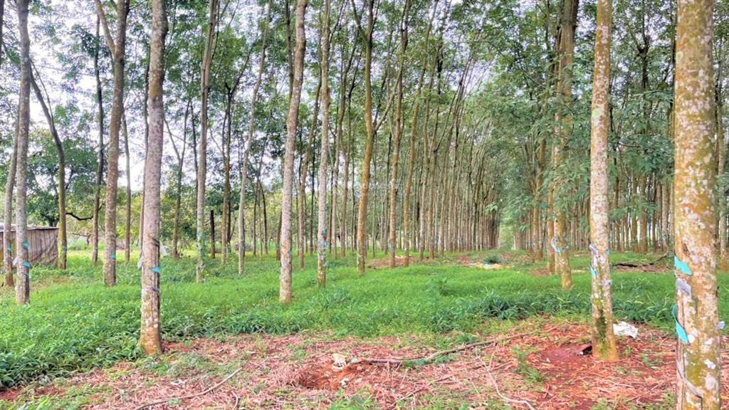Ngộp, cần bán 4ha đất cao su 7 năm tuổi  160m bám mặt đường, long nguyên, bàu bàng. giá 39 tỷ tl