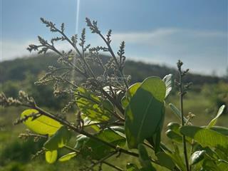 Bán farm 5,5ha cây ăn trái gần cao tốc ma lâm, bình thuận giá 13 tỷ