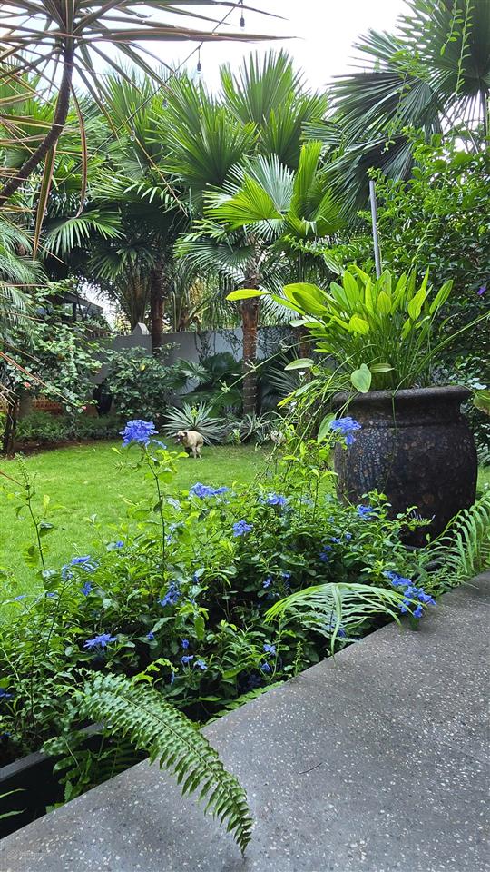 Giảm từ 165 tỷ ~ còn 115 tỷ , cần bán gấp biệt thự 651 m2 khu compoud , hồ bơi sân vườn thảo điền