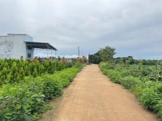 Bán 3,3 sào cafe thổ cư 100m sẵn giá 500/sào