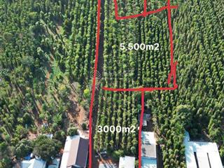 Chính chủ bán đất 10.500m² giá 15 tỷ, tỉnh lộ 329 hòa hội, xuyên mộc, bà rịa vũng tàu