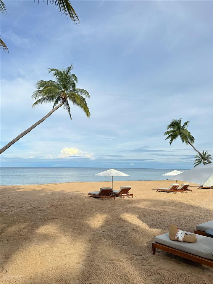 Mảnh vườn 2500m2 có 37 gốc sầu riêng hơn 4 năm rất đẹp