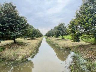 Bán 7.200 m2 đất sầu riêng mặt tiền tl 926 phong điền