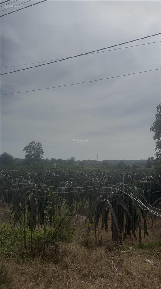 Bán lô đất đường sắp đổ nhựa cắt đinh công tráng, tân tiến, diện tích 1116m2 giá 850 triệu