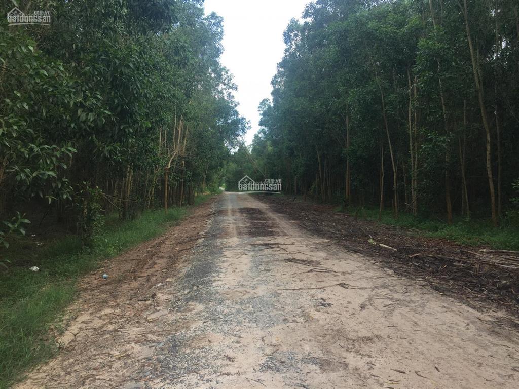 Bán đất mẫu tại xã tân bình, thị xã la gi, bình thuận, gần kcn tân bình, giá 1.7 tỷ/mẫu