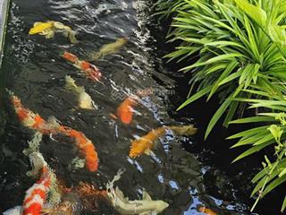 Siêu biệt thự trên không penthouse kiêm duplex đẳng cấp kđt mỹ đình 500m2 giá 33tỷ  hà 0936 168 ***