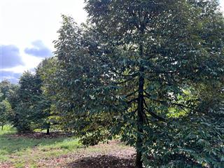 Vườn sầu riêng thu mạnh, 2 mặt tiền nhựa lộc điền  lộc ninh  bình phước (cũ)