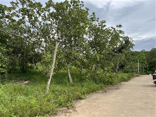 Bán gấp 5.6 sào điều đang thu giá mềm lộc thiện  lộc ninh  bình phước