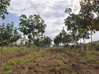 1,4ha cao su non giá rẻ lộc thành  lộc ninh  bình phước