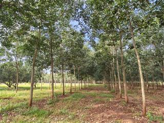 11ha cao su đất đỏ bazan, đất bằng đẹp lộc ninh  bình phước (cũ)