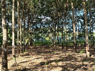 3800m2 cao su 2 mặt tiền lộc thuận, lộc ninh, bình phước (cũ)