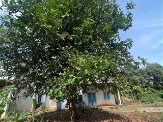 Bán 2.100m2 vườn trái cây có thổ cư, nhà cấp 4  ấp 2 bình lộc  long khánh