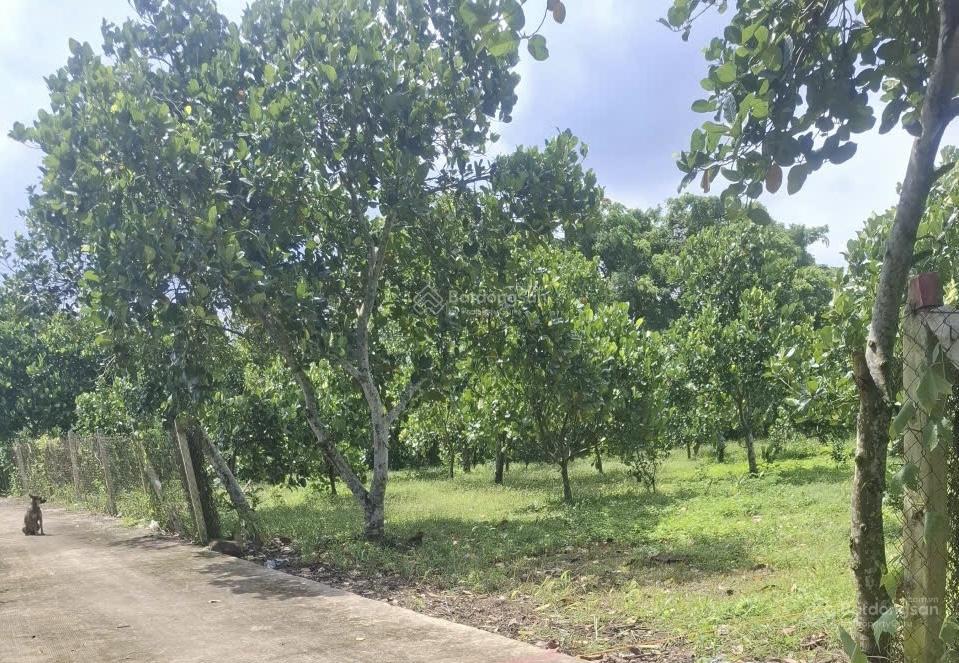 Bán 1.000m2 vườn trái cây có thổ cư  ấp 4 bình lộc  long khánh  đồng nai