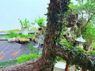 Sở hữu nhà vườn có hồ bơi  hồ cá koi, 3pn, gần quốc lộ 55, giá tốt 3,8 tỷ