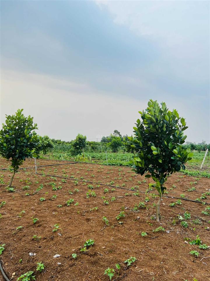 Chính chủ cần bán lô đất vườn tại ngọc định  định quán. diện tích 1001m2, sổ riêng