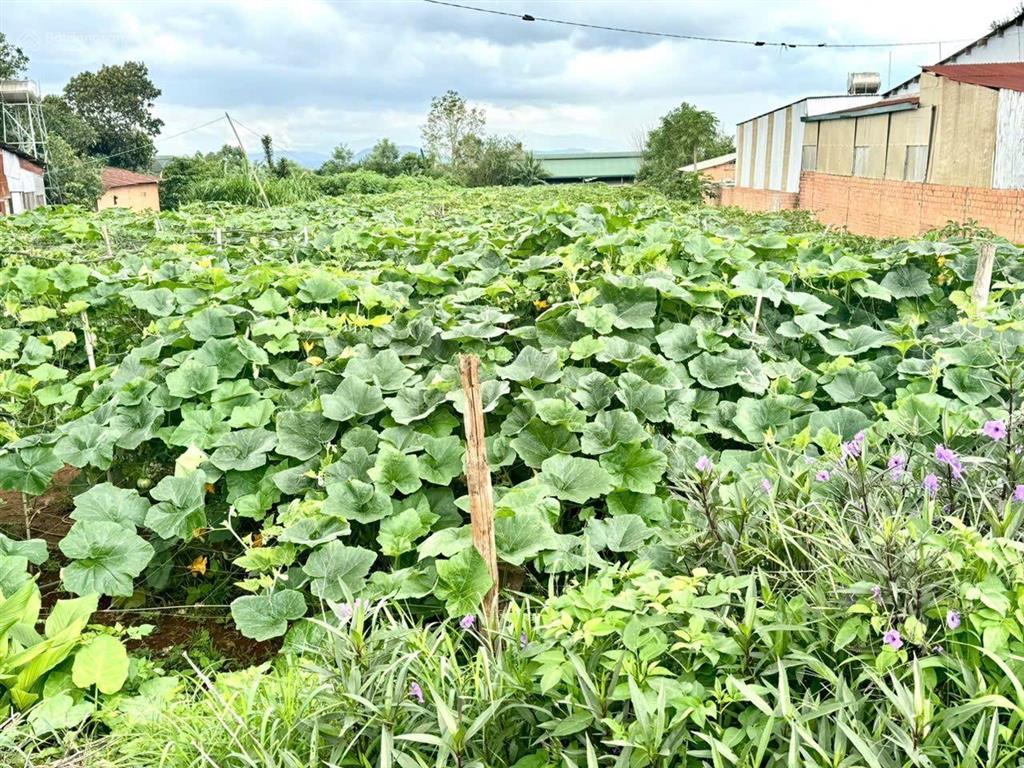Bán hơn 2.000m2 đất giá siêu rẻ, cách sân bay quốc tế liên khương tầm 3km đức trọng lâm đồng
