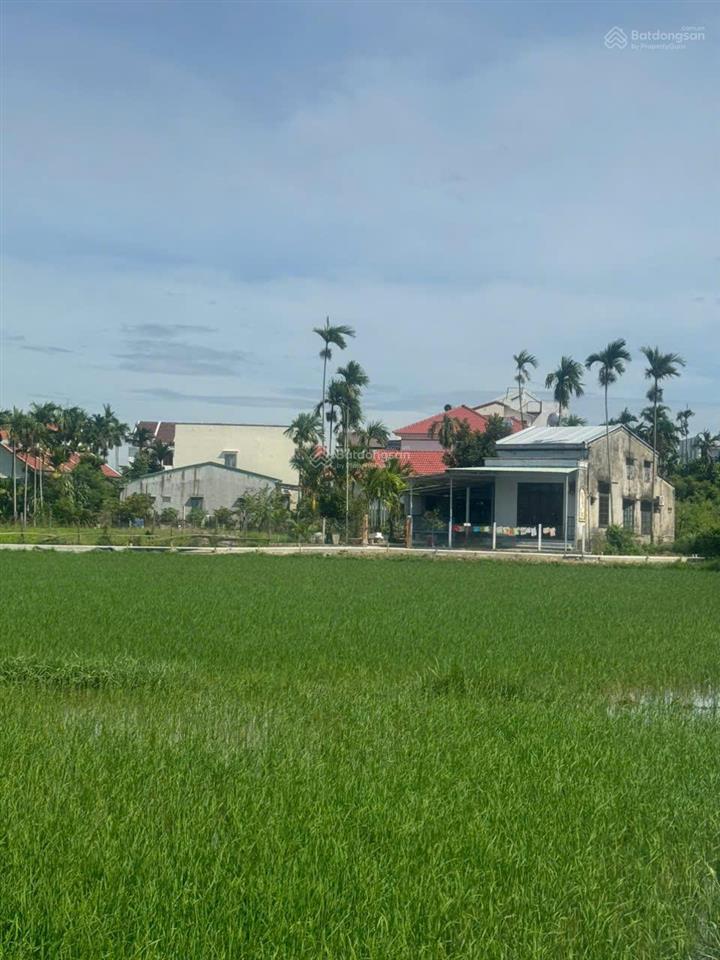 Đất mặt tiền view lúa tuyệt đẹp tại cẩm thanh, hội an hàng hiếm còn sót lại