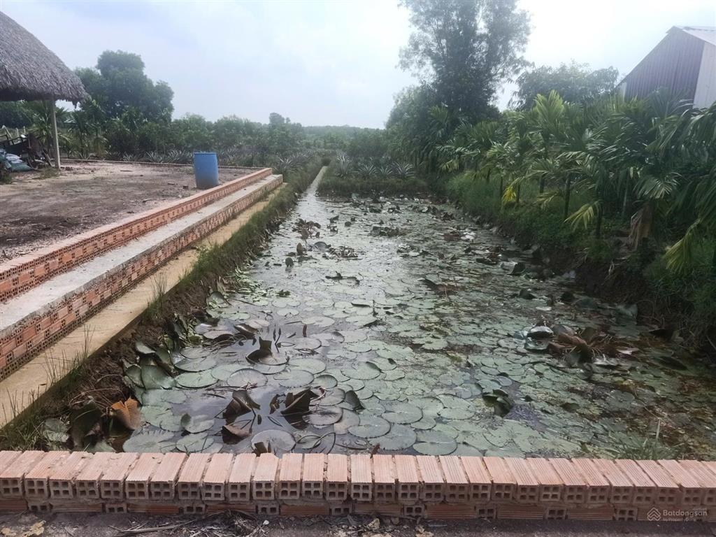 Đất vườn trái cây, ao cá gần sông sài gòn chỉ hơn 2tr/m2