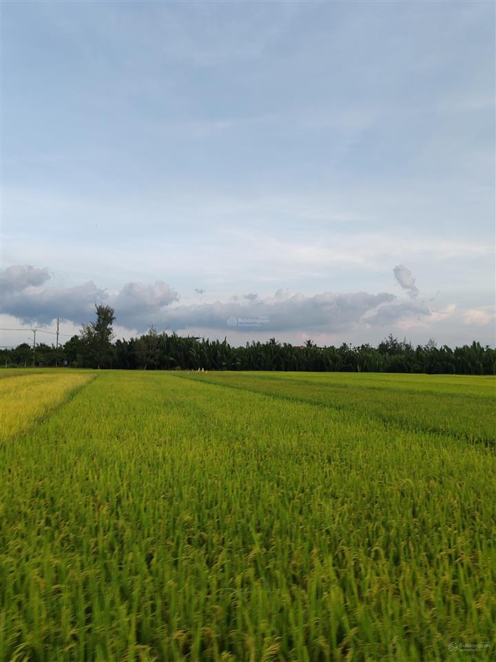Bán lô đất view lúa trực diện  cẩm thanh